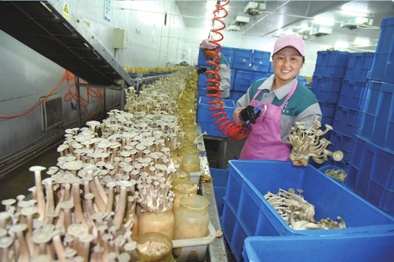 江南生物成为国内最大的鹿茸菇生产基地