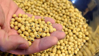 巴西专家称中国市场对巴西大豆生产至关重要