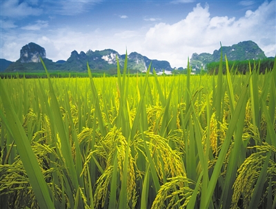 关键基因成簇排列 水稻进化出对抗杂草“保护壳”