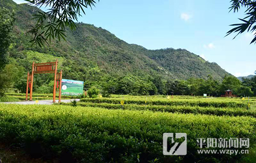 平阳县雾乡茶叶种植专业合作社有机茶获“双认证”
