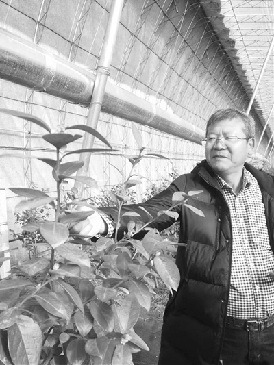 科特派黄国辉： 孕育蓝莓种植的“丹东模式”