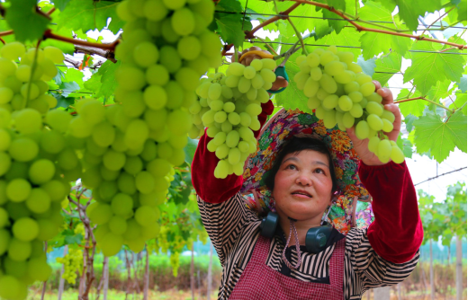 种植葡萄促增收