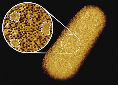 活大肠杆菌迄今最清晰结构图发布