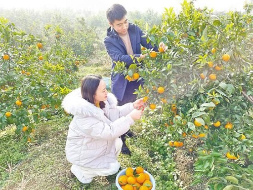 荣昌：砂糖橘成熟吸引游客采摘尝鲜