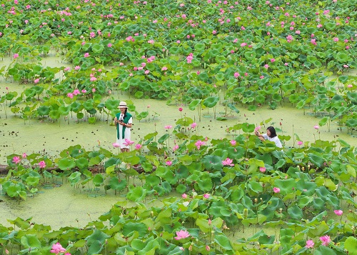 夏荷盛开迎客来