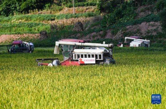 重庆永川：机械化作业为水稻收割按下快进键