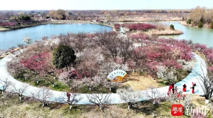 春暖花开赏花时，洪泽湖湿地景区20000余株梅花竞相绽放