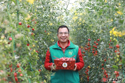小番茄种出“科技范儿”！“种地能手”古伟民，不愧为产业村长…
