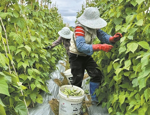 阳江塘口镇规模种植油豆销往北方市场 带动闲置劳动力就业