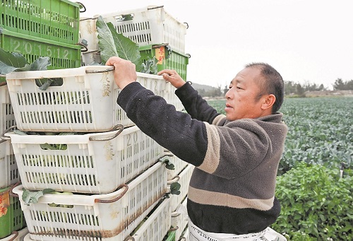 阳江海陵建成首个直供粤港澳蔬菜基地 日供时蔬万余斤 阳江“鲜”味飘湾区
