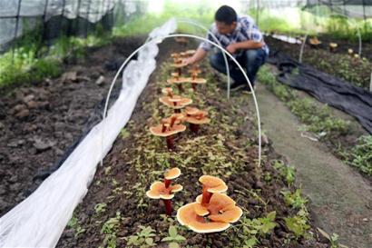 大地灵芝活体栽培嫁接造型技术初获成功