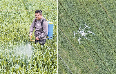 县农业农村局开展小麦赤霉病防治施药技术研究试验