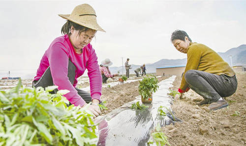 改变种植模式 实现农民增收