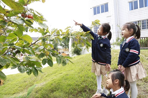 东阳市实验幼儿园：小小柿子，感受丰收快乐