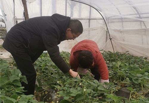 新年首个工作日 农技专家为农户送服务