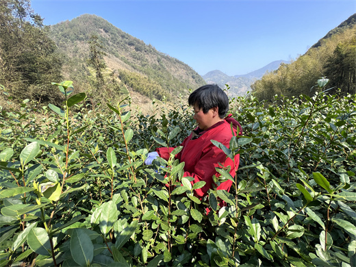 我县春茶陆续开采