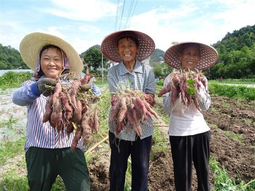 小香薯 大产业