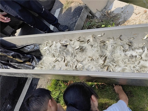 70余万尾鱼苗入河！我县开展水生生物增殖放流活动