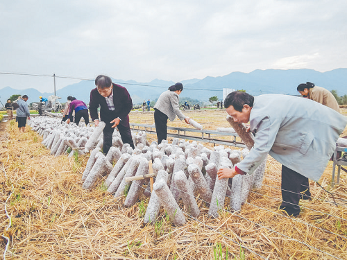 松阳“冬闲田”变“冬宝田”