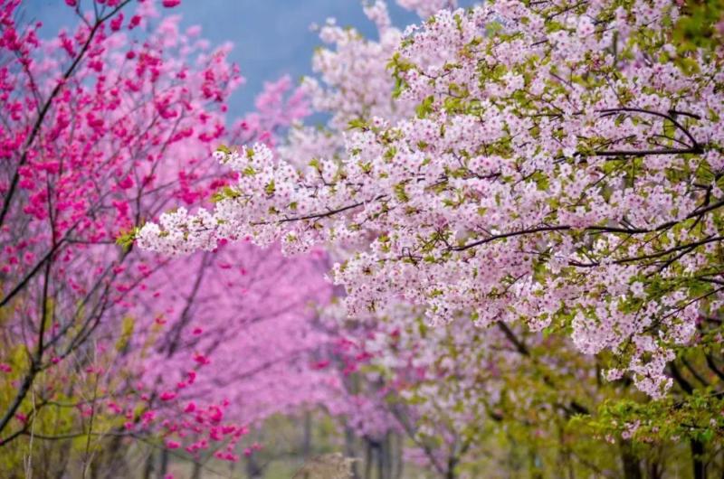 巢湖，樱花开了