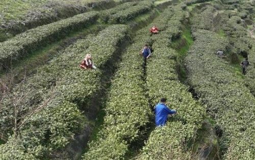 丰都双龙镇：茶旅融合助力乡村振兴