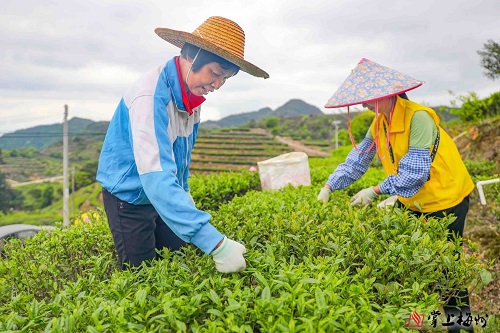 新芽吐翠茗飘香，梅州春茶开采忙！