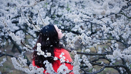 宣汉庙安：万亩李花肌如雪 笑迎四面八方客