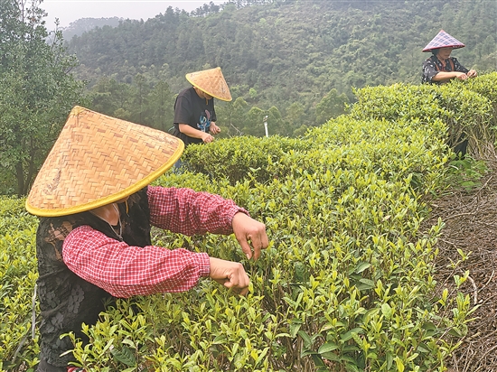 春茶采摘季 江门茶农采茶忙