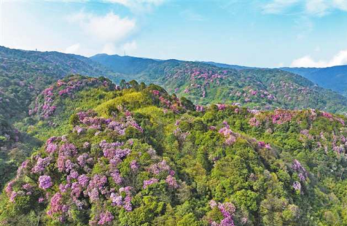 南川：金佛山杜鹃花开 万紫千红迎客来