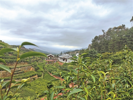 潮州潮安 凤凰山中采茶忙 茶旅走廊活力足