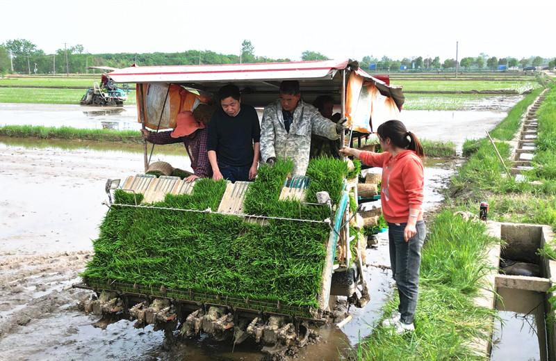 谷雨前后忙插秧