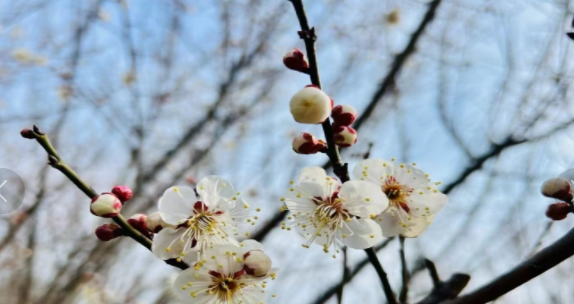 “赏花经济”带动文旅市场春潮涌动