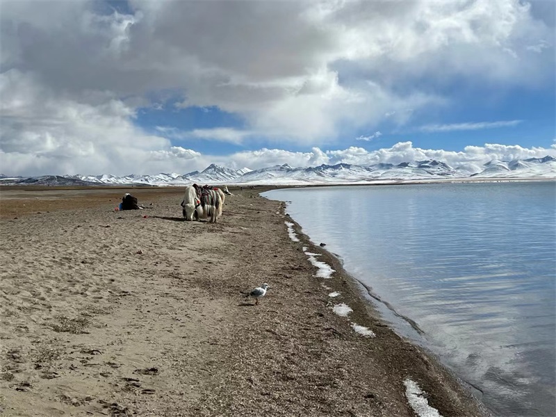 投促中国创始人吴永豪一行赴西藏第二大湖泊纳木措参观学习