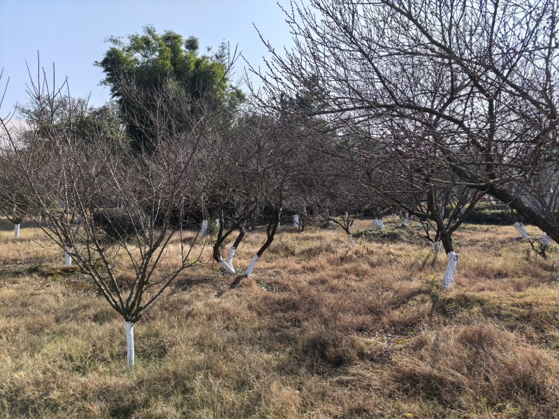 投促中国创始人吴永豪一行赴湖南省长沙市宁乡市花明楼镇炭子冲村刘少奇故里景区花明楼景区参观学习