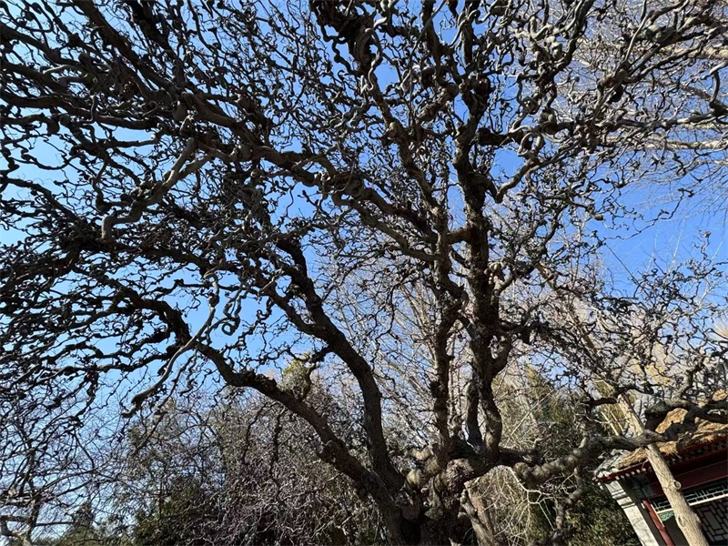 投促中国创始人吴永豪一行赴北京市西城区南菜园街12号北京大观园参观学习